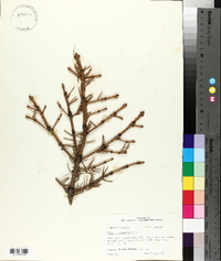 Picea engelmannii image