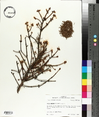 Picea mariana image