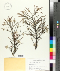 Picea mariana image