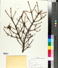 Picea mariana image