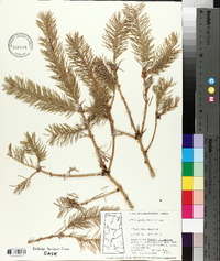 Picea glauca image