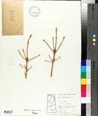 Picea glauca image