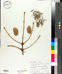 Picea sitchensis image