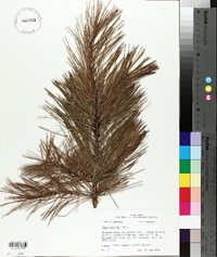 Pinus echinata image