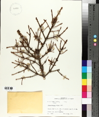 Picea mariana image