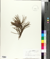 Pinus echinata image