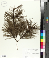 Pinus echinata image