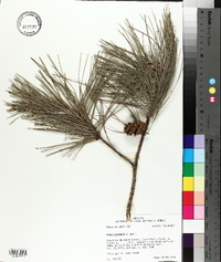 Pinus echinata image