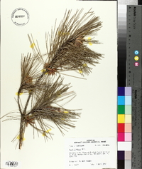 Pinus echinata image