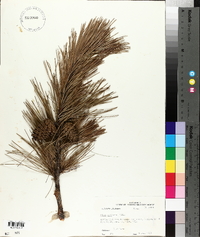 Pinus echinata image