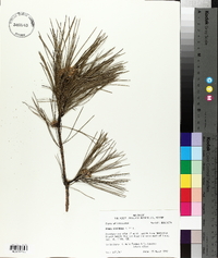 Pinus echinata image