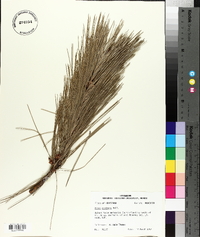 Pinus echinata image