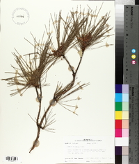 Pinus echinata image