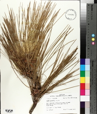 Pinus elliottii image