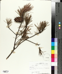 Pinus glabra image