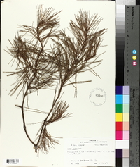 Pinus glabra image