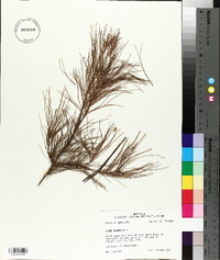 Pinus glabra image