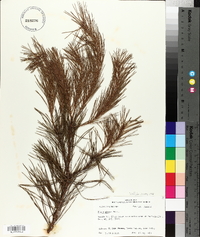 Pinus glabra image