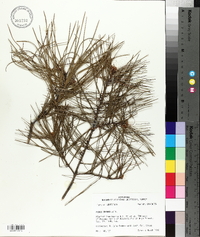 Pinus glabra image