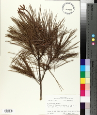 Pinus glabra image