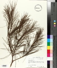 Pinus glabra image