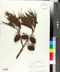 Pinus glabra image