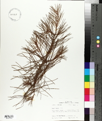 Pinus glabra image