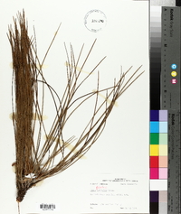 Pinus palustris image