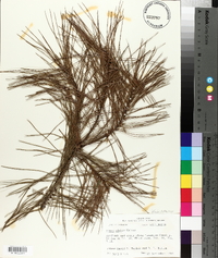 Pinus glabra image