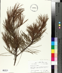 Pinus glabra image