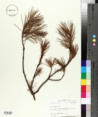 Pinus glabra image