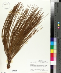 Pinus palustris image