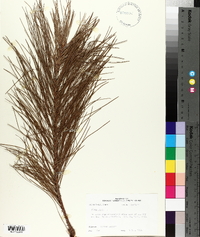 Pinus taeda image