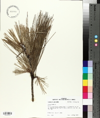 Pinus taeda image