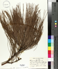 Pinus taeda image