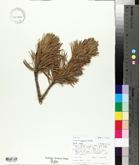 Pinus albicaulis image