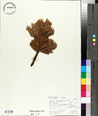 Pinus albicaulis image