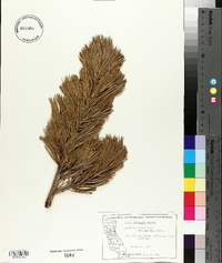 Pinus albicaulis image