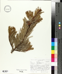 Pinus bungeana image