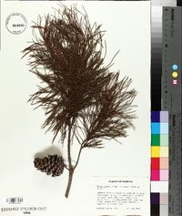 Pinus clausa image