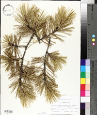 Pinus pungens image