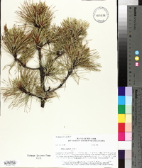 Pinus rigida image