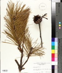 Pinus rigida image