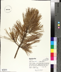 Pinus rigida x Pinus taeda image