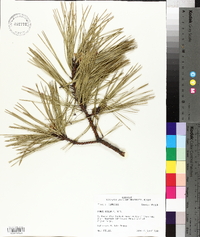 Pinus rigida image