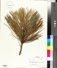 Pinus rigida image