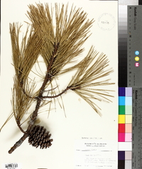 Pinus rigida image