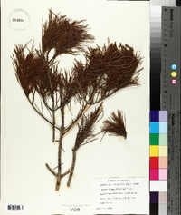 Pinus clausa image