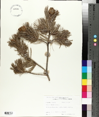 Pinus cembroides image