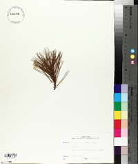 Pinus clausa image